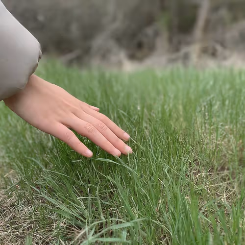 touch the grass