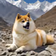 Himalayan Doge