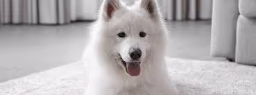 !D O G!
