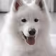 !D O G!