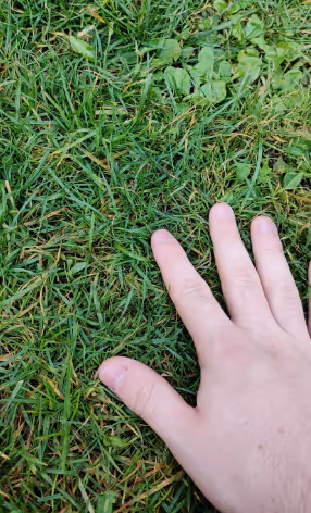 summer grass