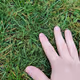 summer grass