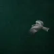 Silent Hunt