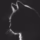The Cat Silhouette
