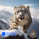 Snow Leopard - Base