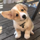 Puppies
