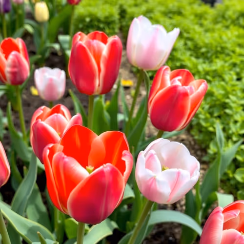 Tulip Season