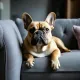 French bulldog at home