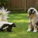 skunk10