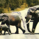 Elephants