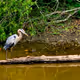 Heron Gaze