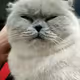 Miyavmiyav