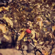 "Red of Autumn"
