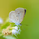 Tiny butterfly