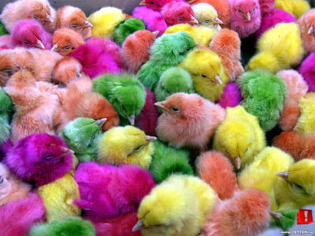 birds
