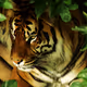 Ancient beasts 47