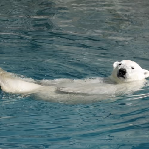 Bears on the open sea
