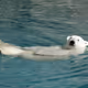 Bears on the open sea