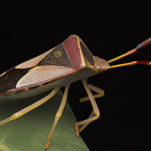 Toodlebug
