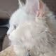Mochie