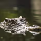 Lurking predator