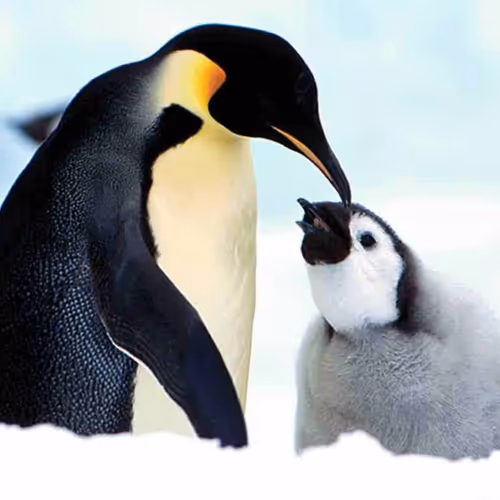 pengu 2.0