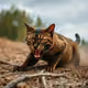 hellcat