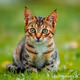 tabby