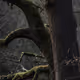 oddtree
