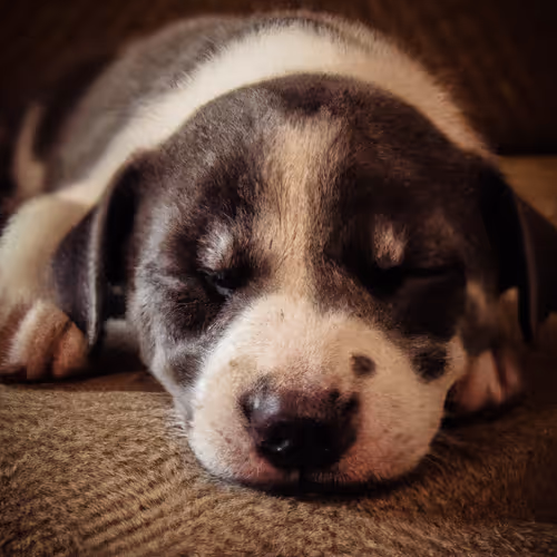 Puppy Dreams