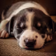 Puppy Dreams