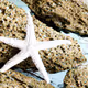 Starfish