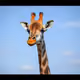 giraffe