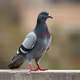 pigeon