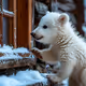 Little Polar Bear