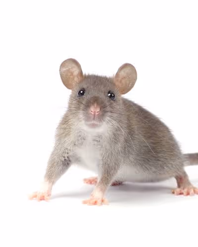 IT'S JUST A RAT