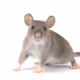 IT'S JUST A RAT