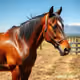 gelding
