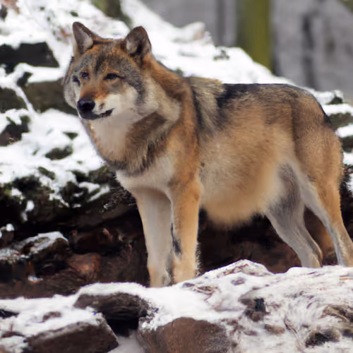 beasTwolf