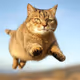 Flying cat