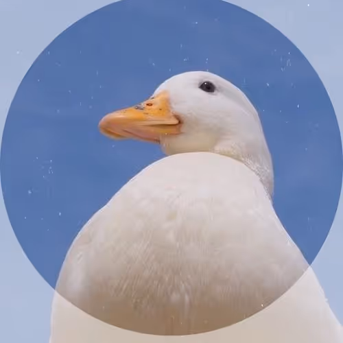 Goose