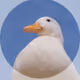 Goose