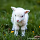 lambkin