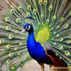 peacock