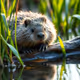 muskrat
