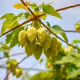hops