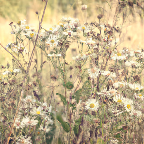 Wild Meadow