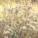 Wild Meadow