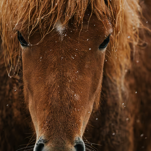 horse