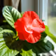 begonia